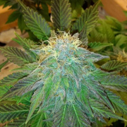 Bubblelicious cannabis plants in bloom, grown from Feminised seeds – ideal for home cultivation from Nirvana Seeds