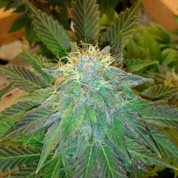 Bubblelicious cannabis plants in bloom, grown from Feminized seeds – ideal for home cultivation from Nirvana Seeds