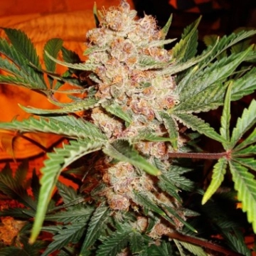 Bubblelicious Auto cannabis plants in bloom, grown from Automatic seeds – ideal for home cultivation from Nirvana Seeds