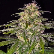 Chrystal cannabis plants in bloom, grown from Regular seeds – ideal for home cultivation from Nirvana Seeds