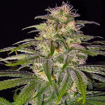 Chrystal cannabis plants in bloom, grown from Regular seeds – ideal for home cultivation from Nirvana Seeds