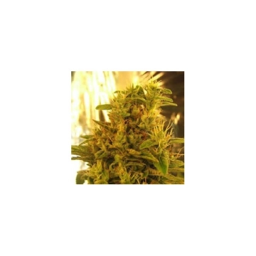 Haze #13 cannabis plants in bloom, grown from Feminized seeds – ideal for home cultivation from Nirvana Seeds