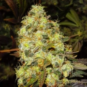 Ice cannabis plants in bloom, grown from Feminized seeds – ideal for home cultivation from Nirvana Seeds