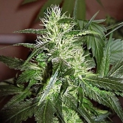 Ice Regular cannabis plants in bloom, grown from Regular seeds – ideal for home cultivation from Nirvana Seeds