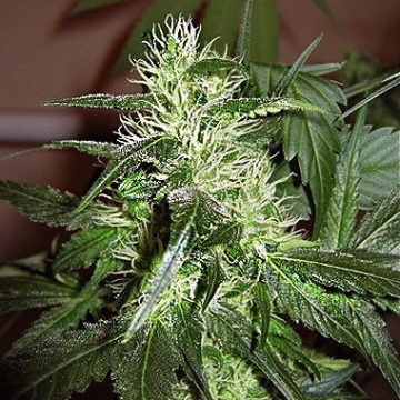 Ice Regular cannabis plants in bloom, grown from Regular seeds – ideal for home cultivation from Nirvana Seeds