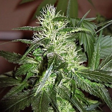 Ice Regular cannabis plants in bloom, grown from Regular seeds – ideal for home cultivation from Nirvana Seeds