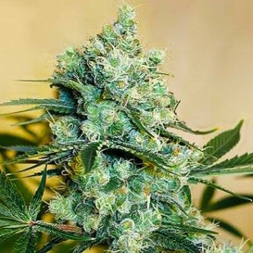 Medusa cannabis plants in bloom, grown from Feminized seeds – ideal for home cultivation from Nirvana Seeds