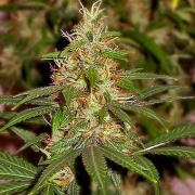 Nirvana Master Kush cannabis plants in bloom, grown from Feminised seeds – ideal for home cultivation from Nirvana Seeds