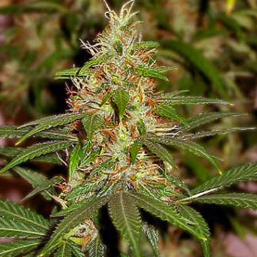 Nirvana Master Kush cannabis plants in bloom, grown from Feminised seeds – ideal for home cultivation from Nirvana Seeds