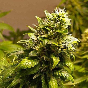 Nirvana AK 48 cannabis plants in bloom, grown from Regular seeds – ideal for home cultivation from Nirvana Seeds
