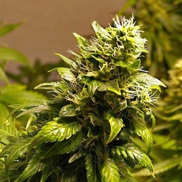 Nirvana AK 48 cannabis plants in bloom, grown from Regular seeds – ideal for home cultivation from Nirvana Seeds