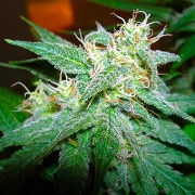 Nirvana Aurora Indica – Nirvana Seeds – Regular – Product view 2