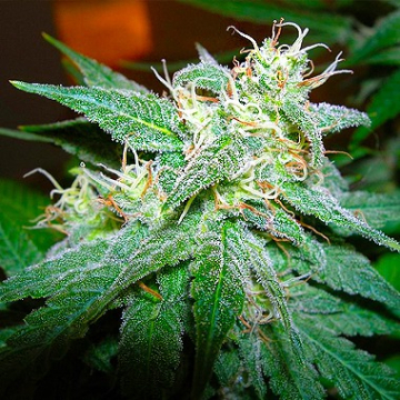 Nirvana Aurora Indica cannabis plants in bloom, grown from Regular seeds – ideal for home cultivation from Nirvana Seeds
