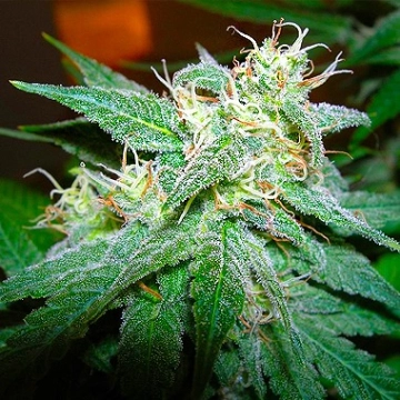 Nirvana Aurora Indica cannabis plants in bloom, grown from Regular seeds – ideal for home cultivation from Nirvana Seeds