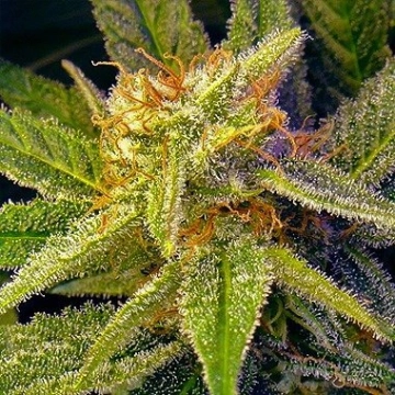 Nirvana Blue Mystic cannabis plants in bloom, grown from Regular seeds – ideal for home cultivation from Nirvana Seeds