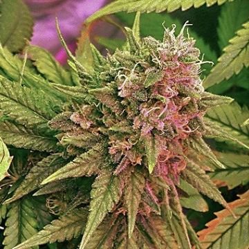 Nirvana Bubblelicious cannabis plants in bloom, grown from Regular seeds – ideal for home cultivation from Nirvana Seeds