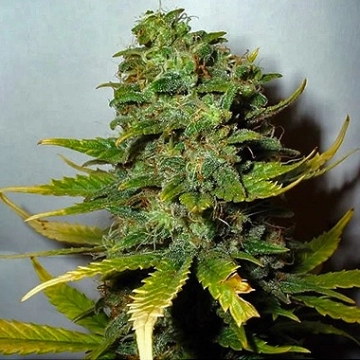 Nirvana Super Skunk cannabis plants in bloom, grown from Regular seeds – ideal for home cultivation from Nirvana Seeds
