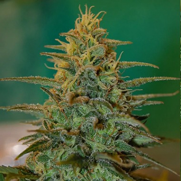 Nirvana White Castle cannabis plants in bloom, grown from Regular seeds – ideal for home cultivation from Nirvana Seeds