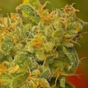 Nirvana Kaya Gold – Nirvana Seeds – Regular – Product view 2
