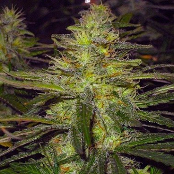 Nirvana Northern Light cannabis plants in bloom, grown from Regular seeds – ideal for home cultivation from Nirvana Seeds