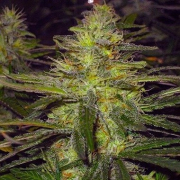 Nirvana Northern Light cannabis plants in bloom, grown from Regular seeds – ideal for home cultivation from Nirvana Seeds
