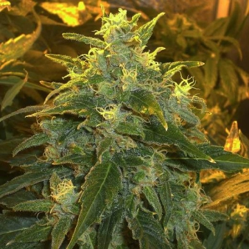 Northern Light cannabis plants in bloom, grown from Feminized seeds – ideal for home cultivation from Nirvana Seeds