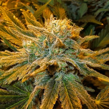 Pure Power Plant cannabis plants in bloom, grown from Feminized seeds – ideal for home cultivation from Nirvana Seeds