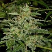 Short Rider Auto cannabis plants in bloom, grown from Automatic seeds – ideal for home cultivation from Nirvana Seeds