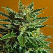 Snow White – Nirvana Seeds – Regular – Product view 2