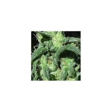 Sterling Haze cannabis plants in bloom, grown from Feminized seeds – ideal for home cultivation from Nirvana Seeds