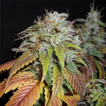 Swiss Cheese cannabis plants in bloom, grown from Feminized seeds – ideal for home cultivation from Nirvana Seeds