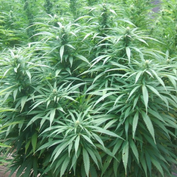 White Rhino cannabis plants in bloom, grown from Feminised seeds – ideal for home cultivation from Nirvana Seeds