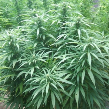 White Rhino cannabis plants in bloom, grown from Feminized seeds – ideal for home cultivation from Nirvana Seeds