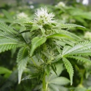 White Widow cannabis plants in bloom, grown from Feminized seeds – ideal for home cultivation from Nirvana Seeds
