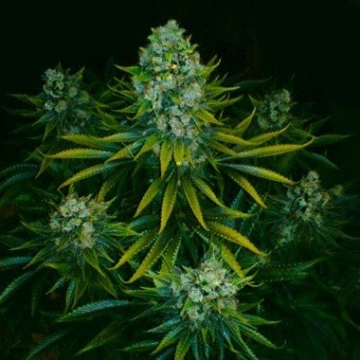 Acid cannabis plants in bloom, grown from Feminized seeds – ideal for home cultivation from Paradise Seeds