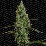 Atomical Haze cannabis plants in bloom, grown from Feminized seeds – ideal for home cultivation from Paradise Seeds