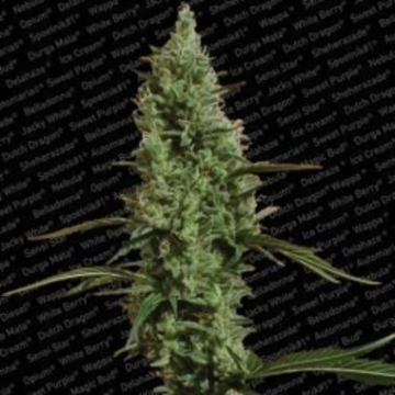Atomical Haze