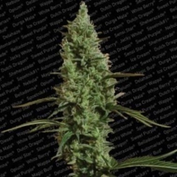 Atomical Haze cannabis plants in bloom, grown from Feminized seeds – ideal for home cultivation from Paradise Seeds