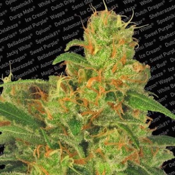 Auto Acid cannabis plants in bloom, grown from Automatic seeds – ideal for home cultivation from Paradise Seeds