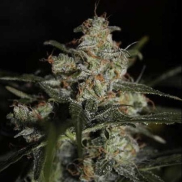 Auto Whiteberry cannabis plants in bloom, grown from Automatic seeds – ideal for home cultivation from Paradise Seeds
