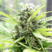 Pandora Auto cannabis plants in bloom, grown from Automatic seeds – ideal for home cultivation from Paradise Seeds