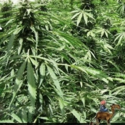 Afghan Express cannabis plants in bloom, grown from Automatic seeds – ideal for home cultivation from Positronics