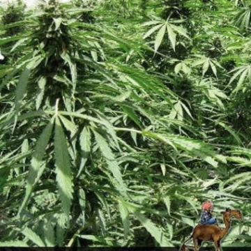 Afghan Express cannabis plants in bloom, grown from Automatic seeds – ideal for home cultivation from Positronics