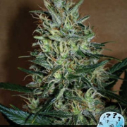 Amnesia Mystery cannabis plants in bloom, grown from Feminised seeds – ideal for home cultivation from Positronics
