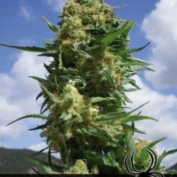 Black Widow cannabis plants in bloom, grown from Feminized seeds – ideal for home cultivation from Positronics