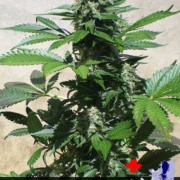 Blue Rhino cannabis plants in bloom, grown from Feminised seeds – ideal for home cultivation from Positronics
