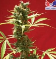 Caramel Ice cannabis plants in bloom, grown from Feminized seeds – ideal for home cultivation from Positronics