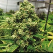 CBD+ Black Widow cannabis plants in bloom, grown from Feminized seeds – ideal for home cultivation from Positronics