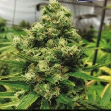 CBD+ Black Widow cannabis plants in bloom, grown from Feminized seeds – ideal for home cultivation from Positronics