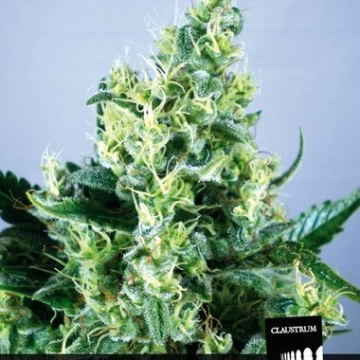 Claustrum cannabis plants in bloom, grown from Feminised seeds – ideal for home cultivation from Positronics